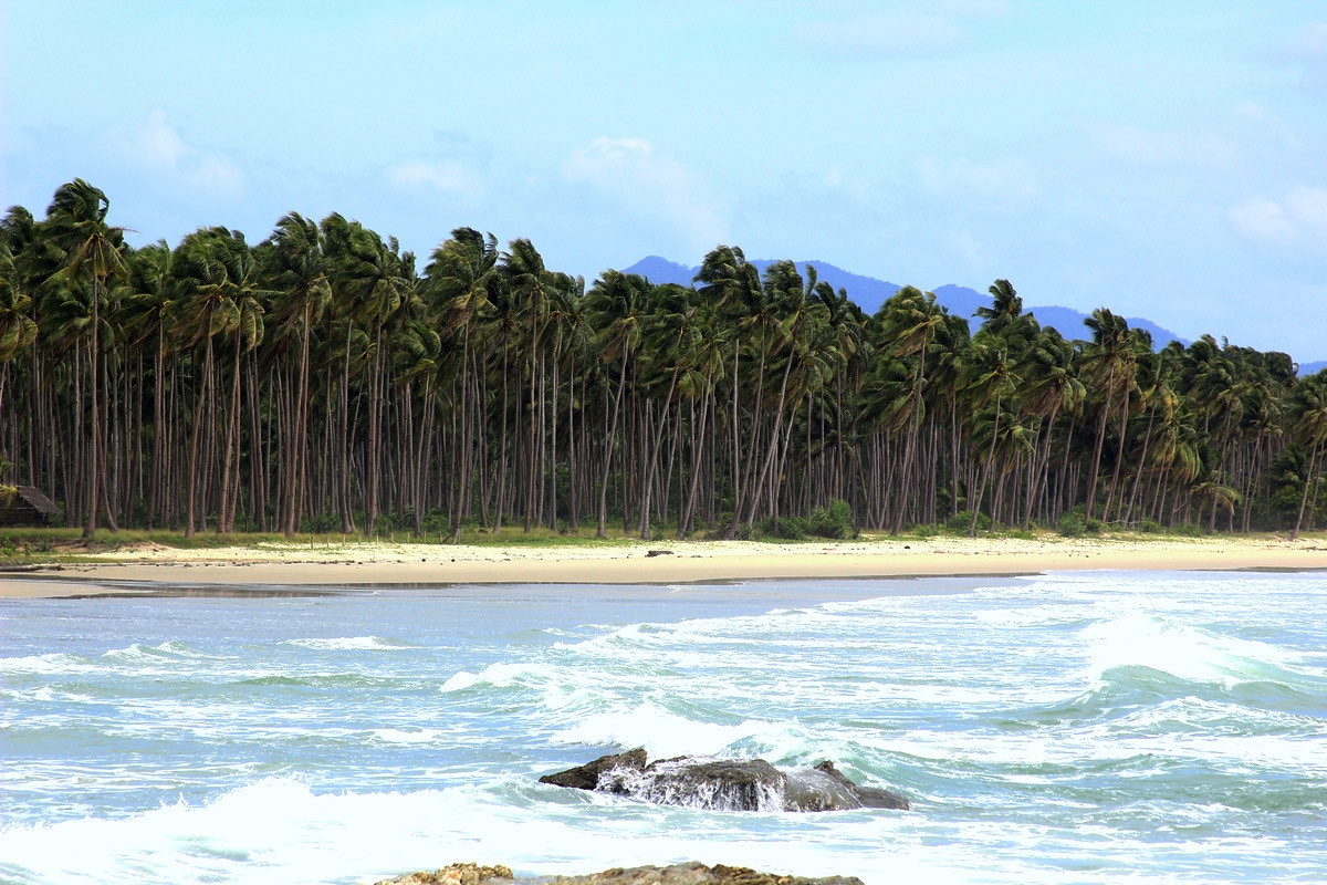 Coconut palms lining the sand of Long Beach in San Vicente, Palawan, with surf in the foreground